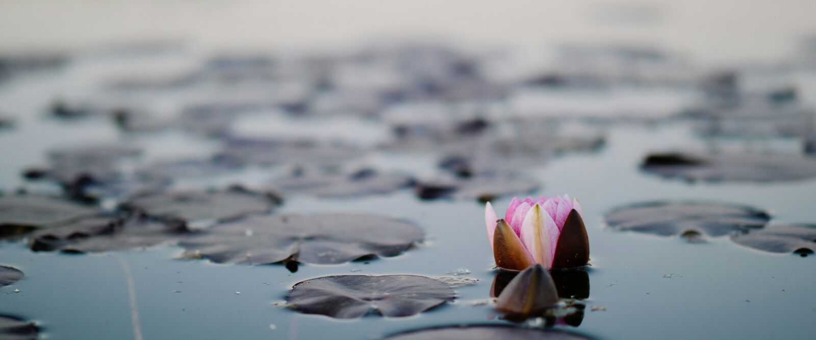Serene background with lotus flower
